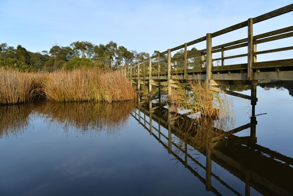 A wetland in New Zealand