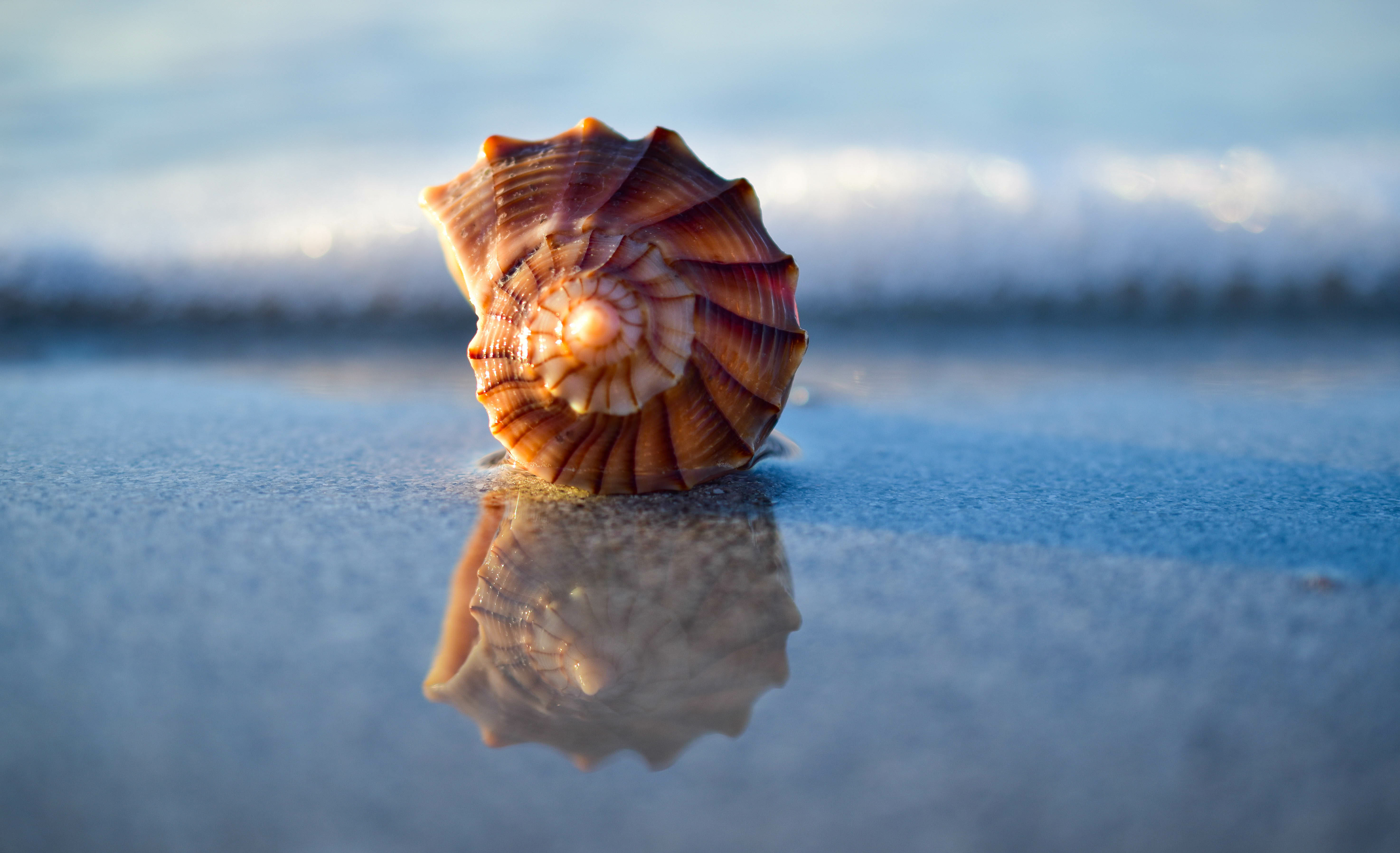 shell