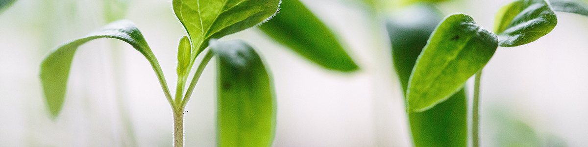 ARAUCO_francesco-gallarotti-ruQHpukrN7c-unsplash(1) Kopie 3.jpg